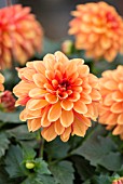 DAHLIA GRANDAHLIA ORANGE