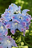 DELPHINIUM GRANDIFLORUM SUMMER BLUES