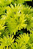 CHRYSANTHEMUM GREEN VALLEY