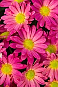 CHRYSANTHEMUM HILO FUCHSIA