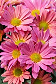 CHRYSANTHEMUM HILO MANGO