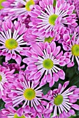 CHRYSANTHEMUM STARLING PINK