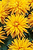 CHRYSANTHEMUM HONEY DURANGO