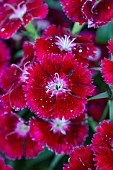 DIANTHUS FLORAL LACE CRIMSON