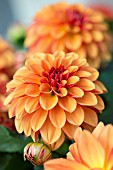 DAHLIA GRANDAHLIA ORANGE