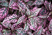 HYPOESTES PHYLLOSTACHYA PINK SPLASH