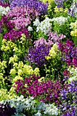 LINARIA FANTASY MIX