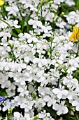 LOBELIA RIVIERA WHITE