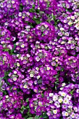 LOBULARIA CLEAR CRYSTALS PURPLE SHADES