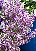 LOBULARIA CLEAR CRYSTAL LAVENDER SHADES