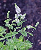 MENTHA SPICATA KENTUCKY COLONEL