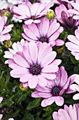 OSTEOSPERMUM AKILA LAVENDER SHADES