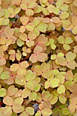 OXALIS SUNSET VELVET