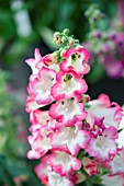 PENSTEMON HARTWEGII ARABESQUE PINK