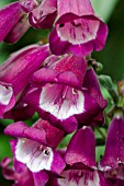 PENSTEMON HARTWEGII ARABESQUE VIOLET