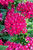 PENTAS LANCEOLATA GRAFFITI LIPSTICK