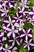 PETUNIA BRAVO PURPLE STAR