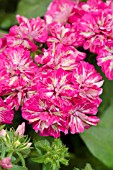 PHLOX DRUMMONDII GRAMMY PINK & WHITE