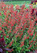 SALVIA SUMMER JEWEL RED