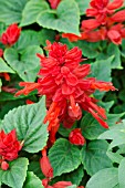 SALVIA SPLENDENS MOJAVE