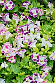 TORENIA DUCHESS MIX