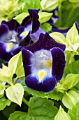 TORENIA KAUAI DEEP BLUE