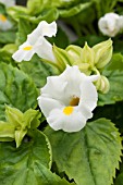 TORENIA KAUAI LEMON DROP