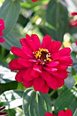 ZINNIA PROFUSION DOUBLE HOT CHERRY