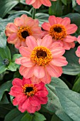 ZINNIA PROFUSION DEEP APRICOT