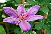 CLEMATIS VERSAILLES