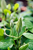 CLEMATIS CEZANNE