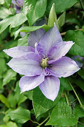 CLEMATIS_CEZANNE