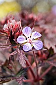 GERANIUM BLACK BEAUTY