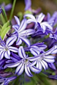 AGAPANTHUS NORTHERN STAR