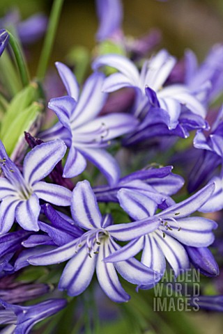 AGAPANTHUS_NORTHERN_STAR