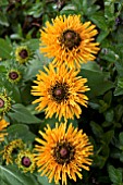 RUDBECKIA RADIANCE