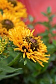 RUDBECKIA RADIANCE