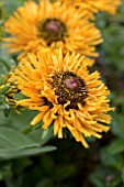 RUDBECKIA RADIANCE