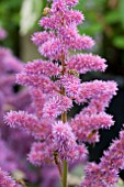 ASTILBE VISIONS