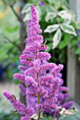 ASTILBE VISIONS