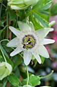 PASSIFLORA CAERULEA WHITE LIGHTNING