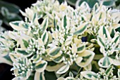 SEDUM SPECTABILE FROSTY MORN