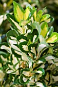 EUONYMUS JAPONICUS GOLDEN MAIDEN