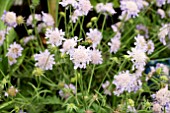 SCABIOSA BLUE DIAMONDS