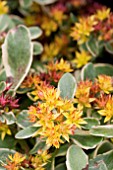 SEDUM KAMTSCHATICUM VARIEGATUM