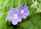 GERANIUM MRS KENDAL CLARKE