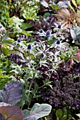 ERYNGIUM PLANTED WITH VEGETABLES