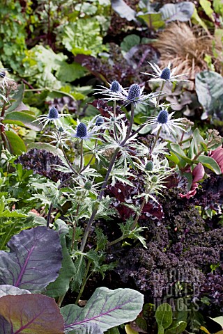 ERYNGIUM_PLANTED_WITH_VEGETABLES
