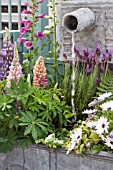 WATER FEATURE WITH LUPINS AND OSTEOSPERMUM