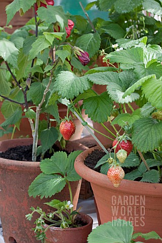 STRAWBERRIES_IN_TERRACOTTA_CONTAINER